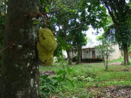 Terreno para venda em Itapuca